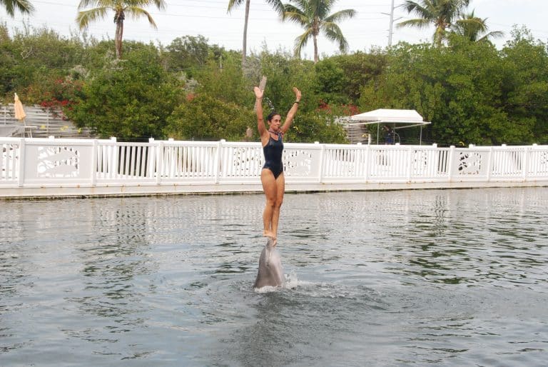 USA Reisen - Eine Frau im Bikini steht auf einem Delphin im Theater of the Sea in Islamorada.