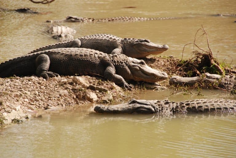USA Reisen - Eine Gruppe von Krokodilen in den Gewässern der Everglades.